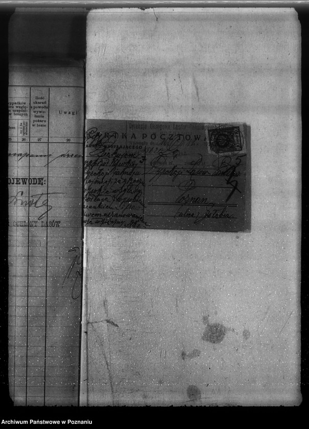 Obraz 9 z jednostki "Majętność leśna Linie w powiecie nowotomyskim"