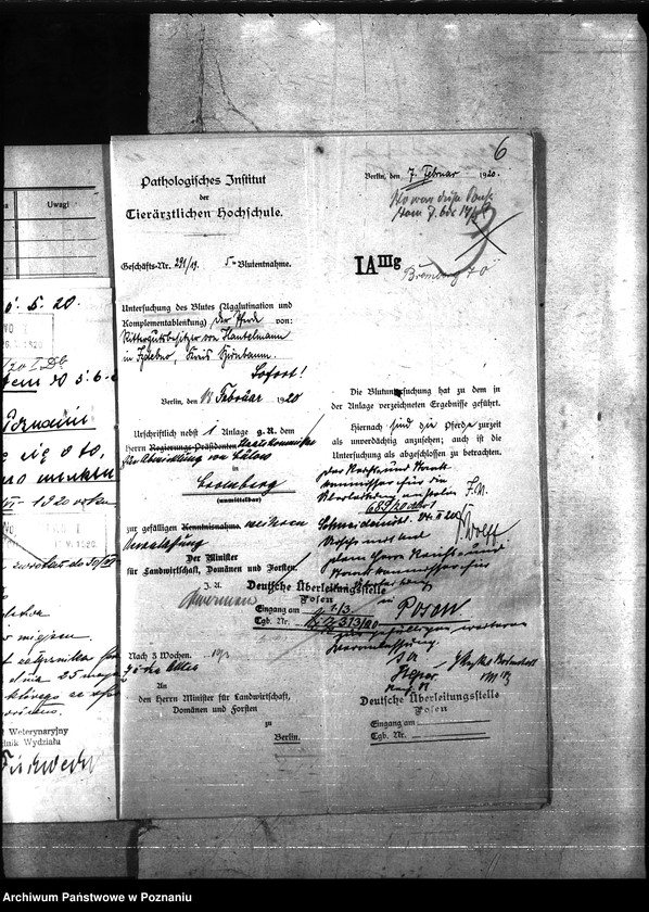 Obraz 10 z jednostki "Nosacizna - Międzychód"