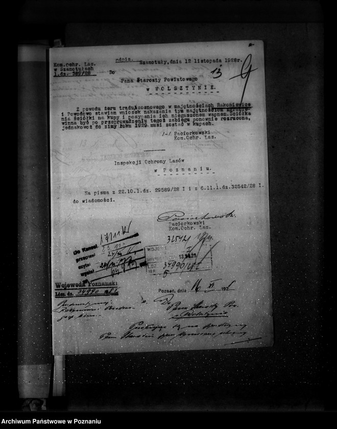 Obraz 17 z jednostki "Majętność leśna Powodowo powiat wolsztyński"