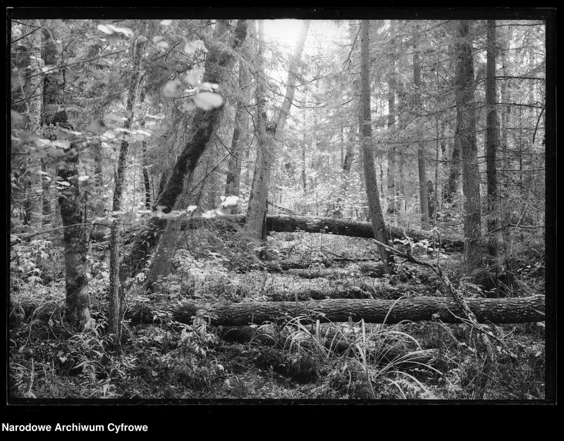 Obraz 18 z jednostki "Białowieża"