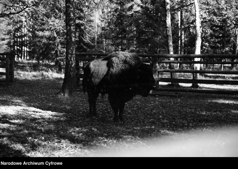 image.from.unit.number "Białowieża"