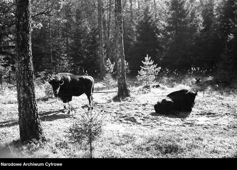 image.from.unit.number "Białowieża"
