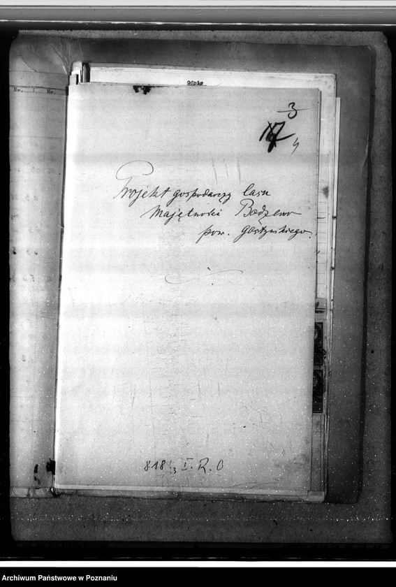 Obraz 8 z jednostki "Las fundacyjny Bodzewo w powiecie gostyńskim"