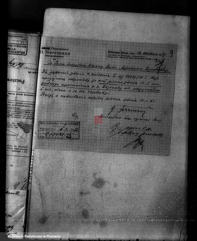 Obraz 13 z jednostki "Nadzór nad gospodarką w lasach majętności Bucz powiat kościański"