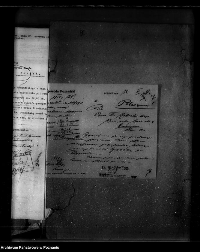 Obraz 12 z jednostki "Majętność leśna Czesławice powiat wągrowiecki własność Koerner"