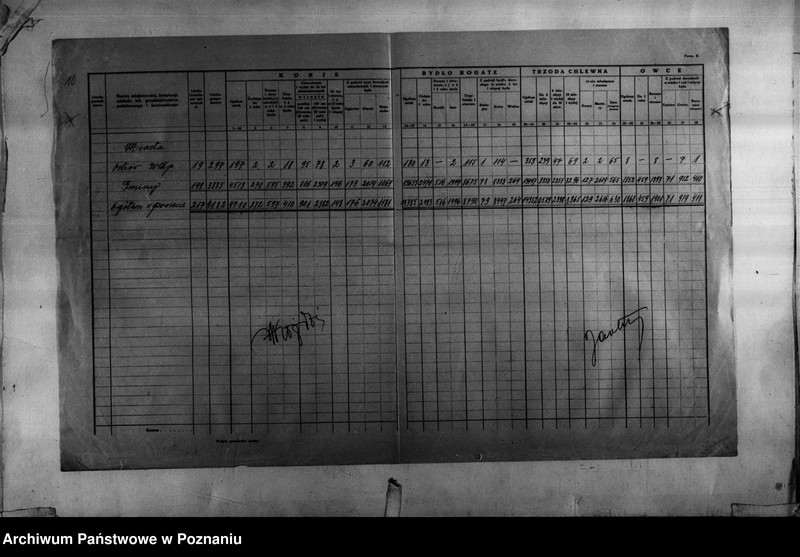 Obraz 11 z jednostki "Spis koni, bydła, trzody chlewnej i owiec - zestawienie z terenu powiatu ostrowskiego"