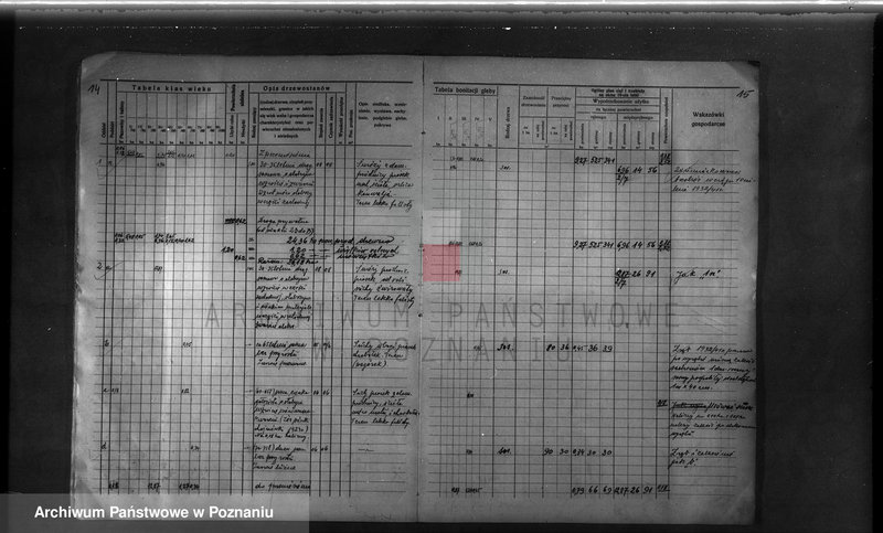 Obraz 16 z jednostki "Probostwo Stoki" powiat międzychodzki plan urządzenia gospodarstwa leśnego"