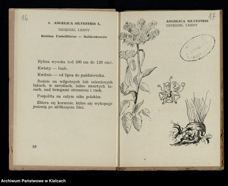 image.from.collection.number "Rośliny lecznicze111"