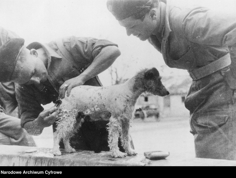 image.from.unit.number "2 Warszawska Dywizja Pancerna"