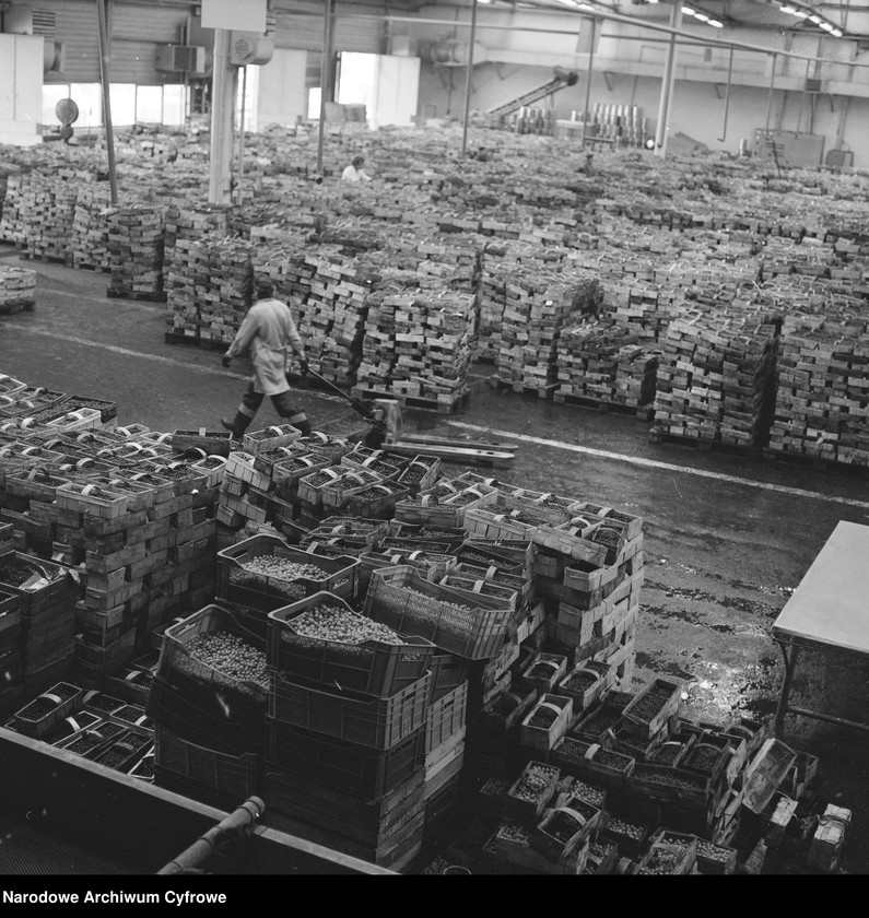 Obraz 5 z jednostki "Zakład produkcyjny Przedsiębiorstwa Handlu Zagranicznego "Hortex" w Płońsku"