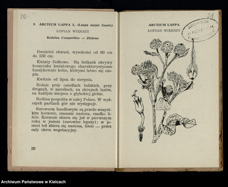 image.from.collection.number "Rośliny lecznicze111"