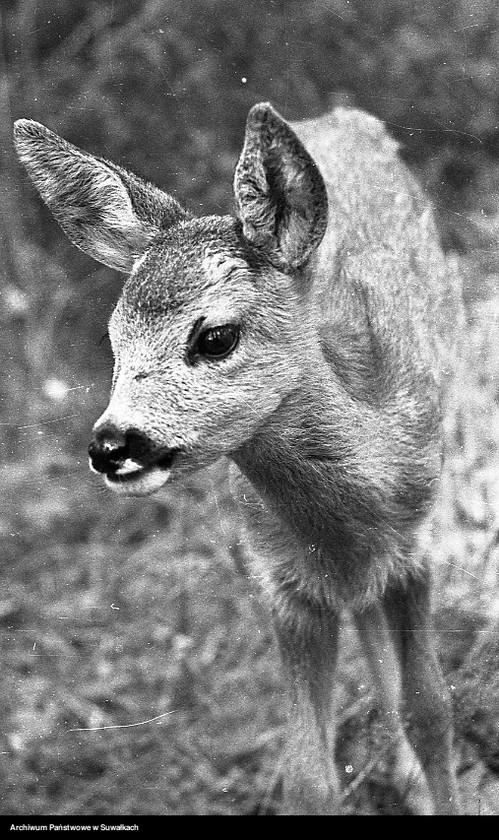 image.from.unit.number "Sarna w lesie."