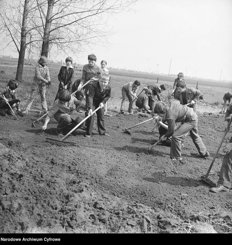 Uczniowie grabią trawnik.