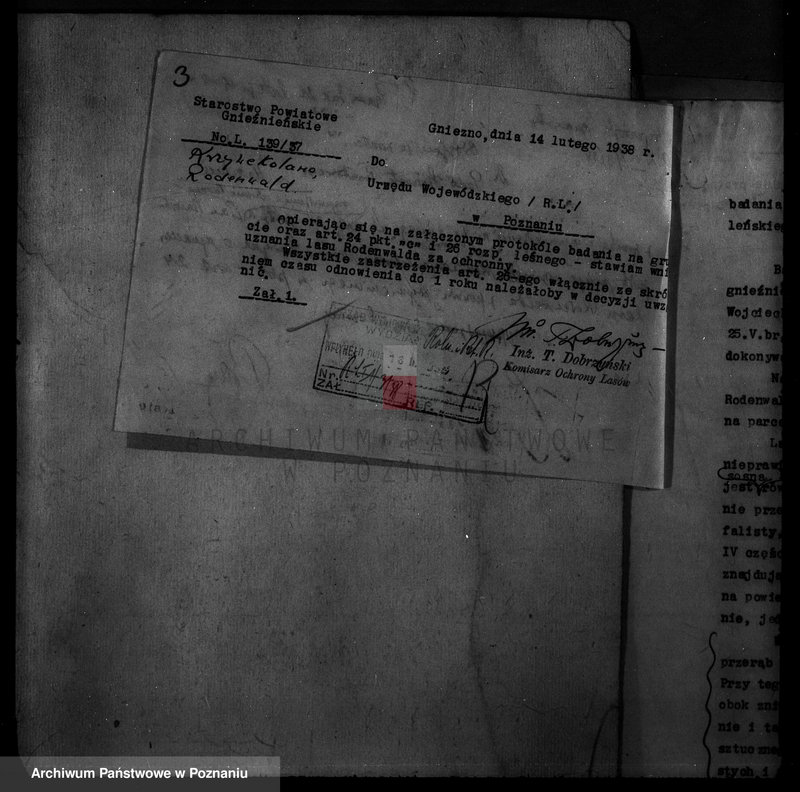 Obraz 7 z jednostki "Krzywekolano powiat mogileński /las Juliuszy Rodenwalda/"