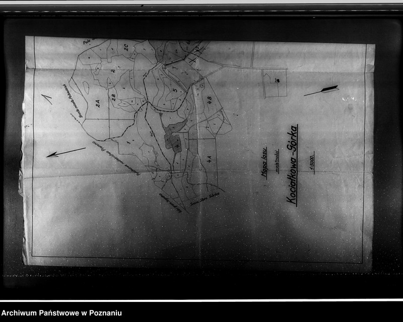 Obraz 6 z jednostki "/Mapa lasu majętności Kociałkowa-Góra powiat poznański/"