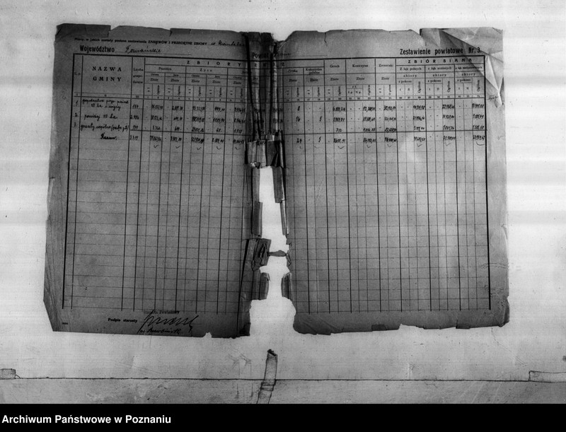 Obraz 4 z jednostki "Statystyka produkcji rolnej - zestawienie z powiatu żnińskiego"