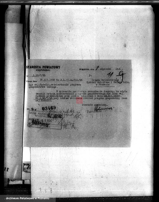 Obraz 15 z jednostki "Lasy majątku Kuźniki powiatu kępińskiego"