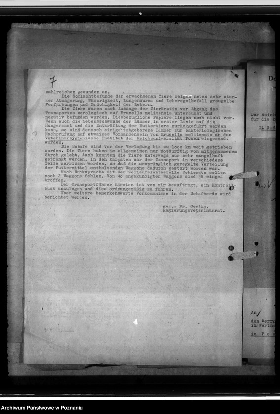 Obraz 11 z jednostki "Einfuhr von Karakulschafen aus den Besetzten Ostgebieten"