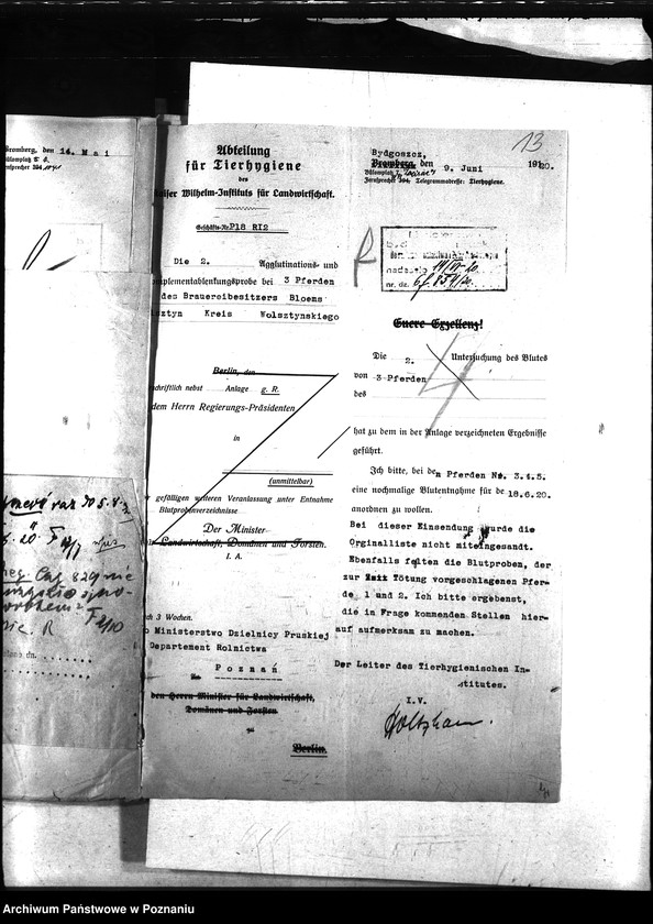 Obraz 17 z jednostki "Nosacizna - Wolsztyn"