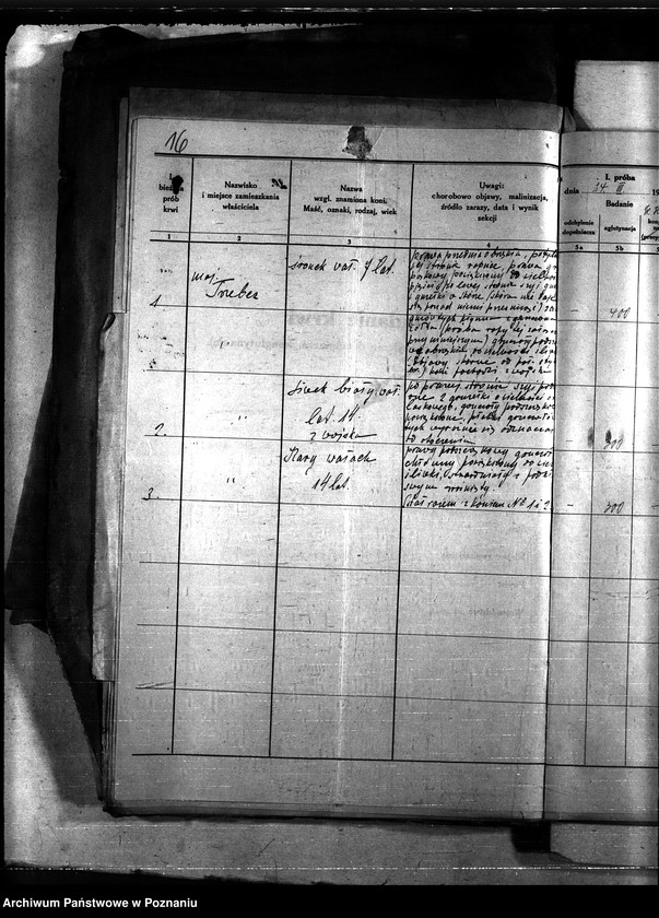 Obraz 20 z jednostki "Nosacizna - Chełmno"