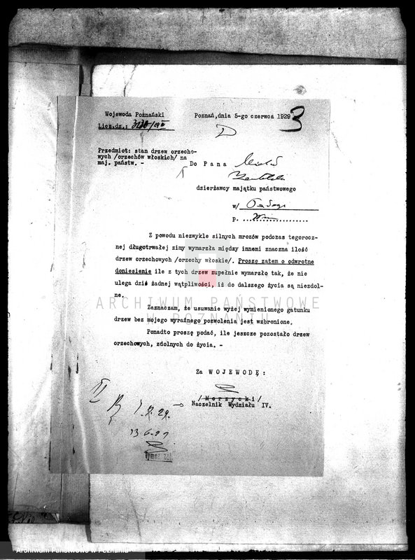 Obraz 7 z jednostki "Drzewostan majętności Pałczyn"