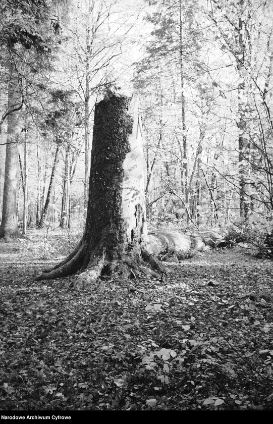 image.from.unit.number "Białowieża"