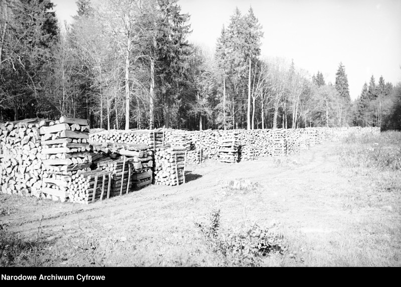 image.from.unit.number "Białowieża"