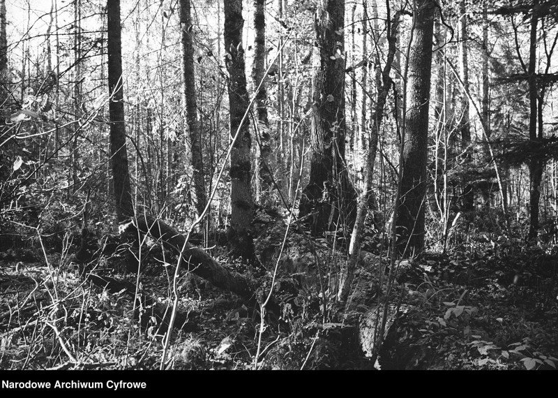 image.from.unit.number "Białowieża"