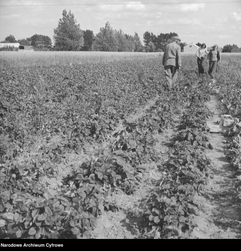 image.from.unit.number "Zbiór truskawek, skup owoców i warzyw we wsi Sobienie-Jeziory"