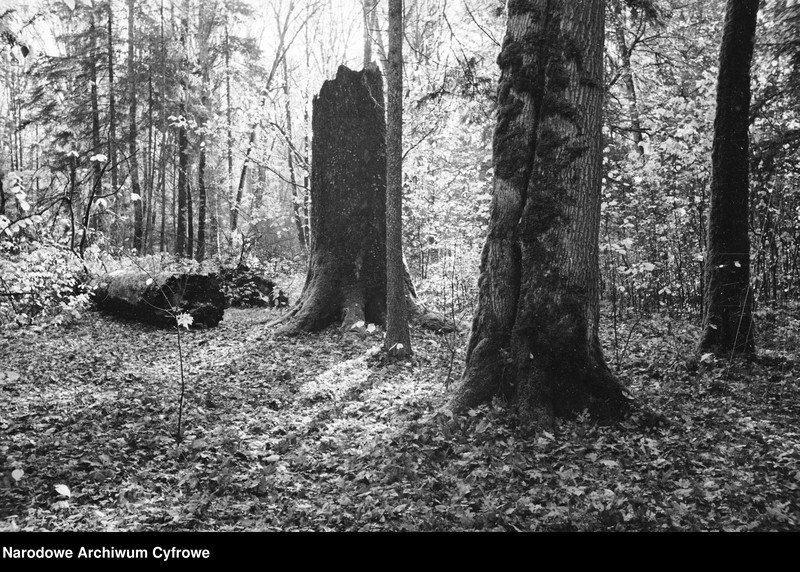 image.from.unit.number "Białowieża"