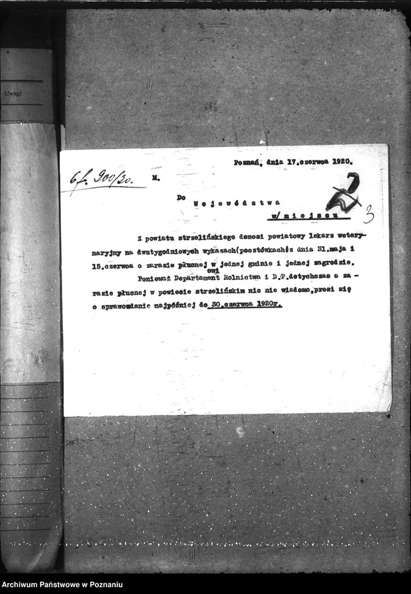 Obraz 7 z jednostki "Zaraza płucna - Strzelno"