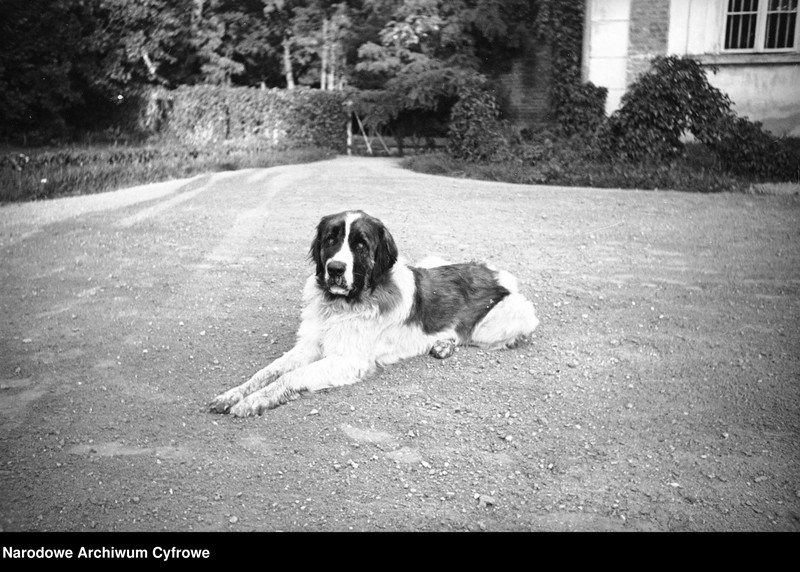 Obraz 12 z kolekcji "Psy na fotografiach"