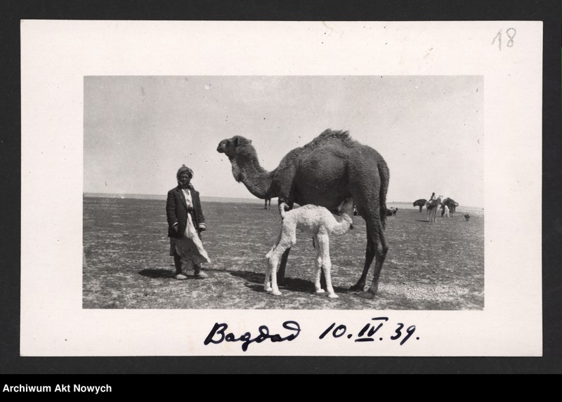 image.from.unit.number "Karszo-Siedlewski Jan (dyplomata, brat Anieli Strakacz); Załączniki: telegram S. Strakacza do J. Kołłupajło; L.52 (odpowiedzi)"