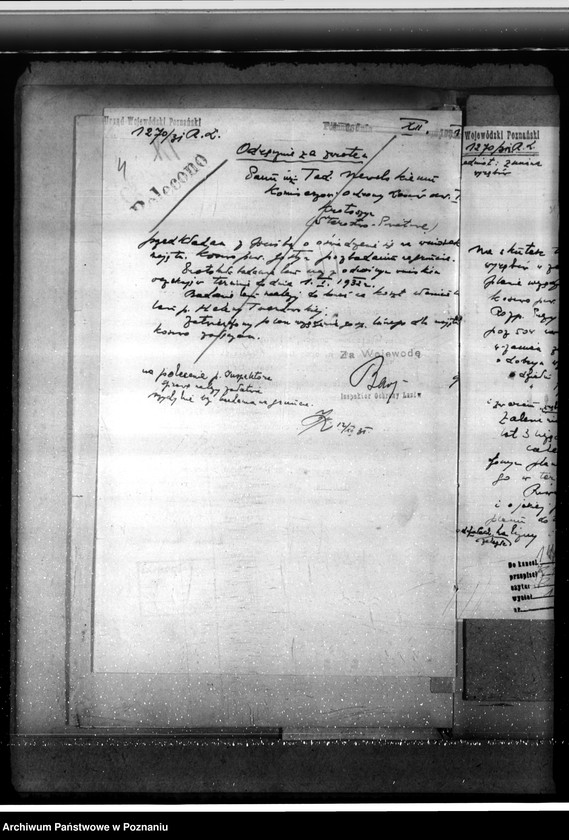 Obraz 8 z jednostki "Nadzór nad gospodarką w lasach majątku Kosowo w powiecie gostyńskim"