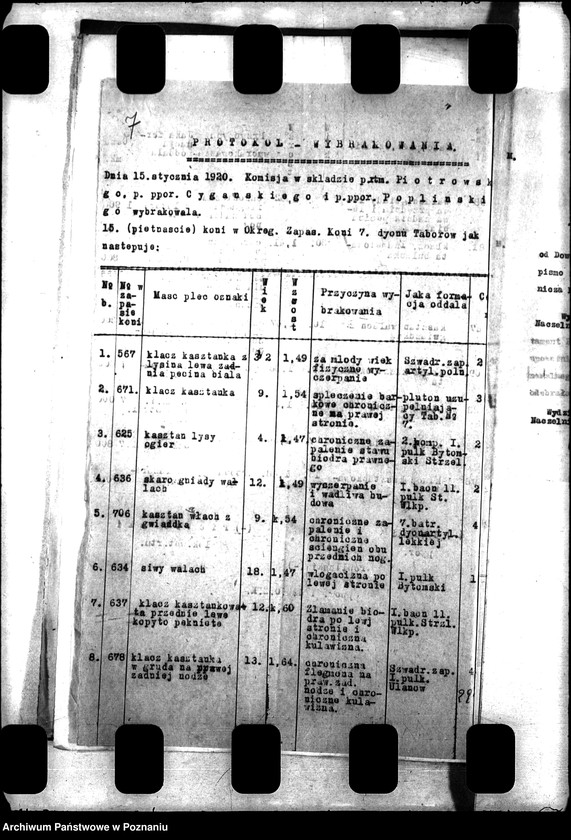 Obraz 11 z jednostki "Konie wojskowe dla ludności cywilnej"