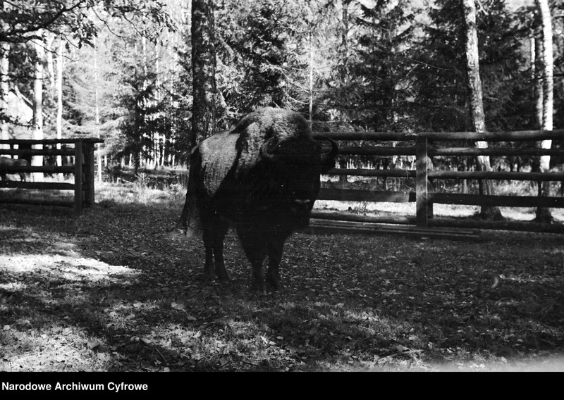 image.from.unit.number "Białowieża"