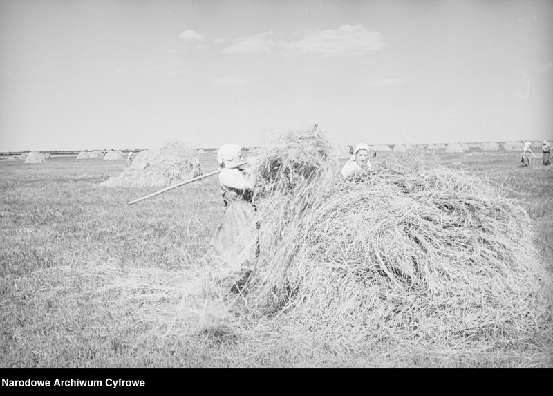 image.from.unit.number "Rolnictwo. Łąki, sianokosy"