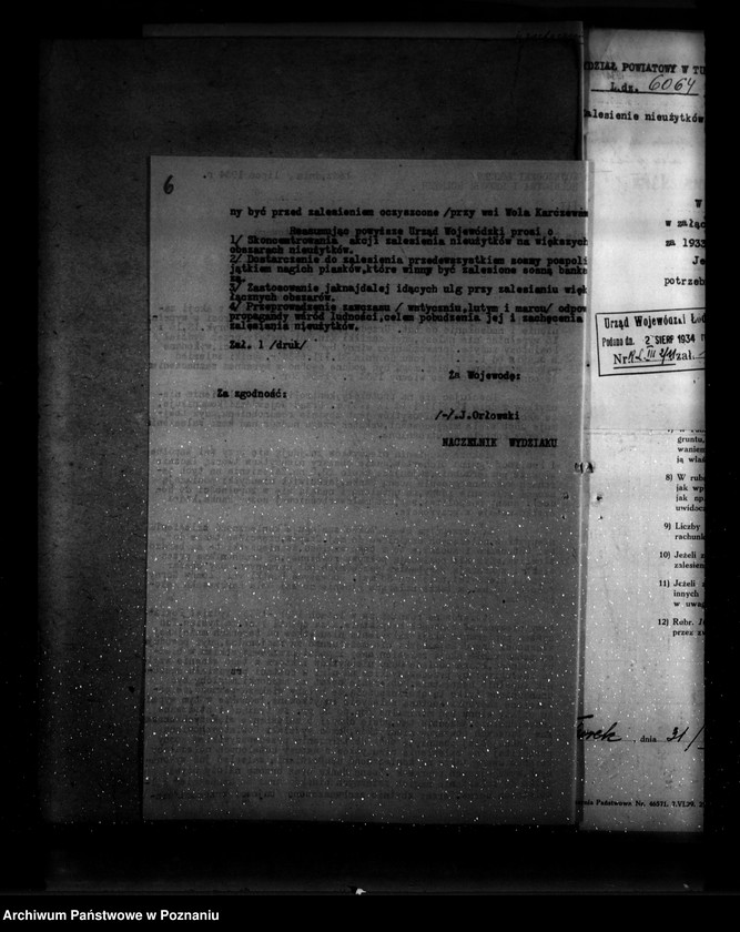 Obraz 10 z jednostki "Zalesienie nieużytków w powiecie tureckim"