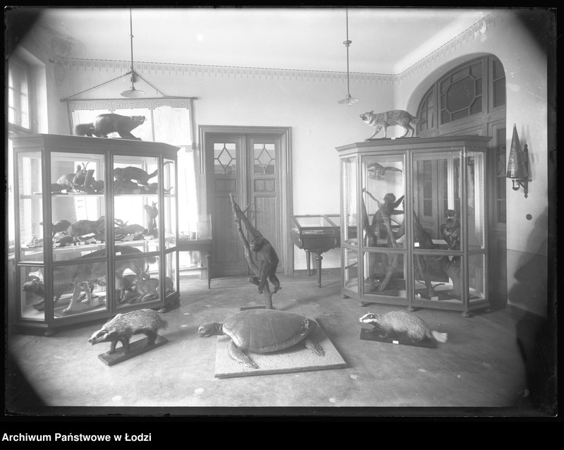 Obraz 2 z jednostki "[Pracownia zoologiczna - wnętrze, gabloty z eksponatami]"