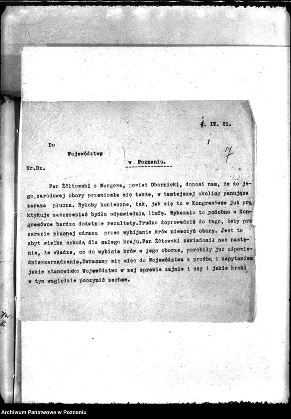 Obraz 11 z jednostki "Zaraza płucna - Oborniki"