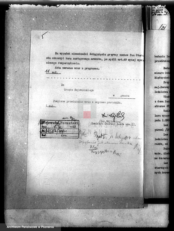 Obraz 9 z jednostki "Las majątku Borowy Młyn powiat międzychodzki"