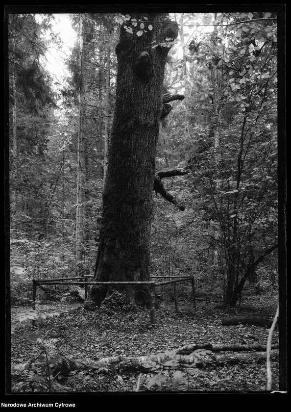 Obraz 15 z jednostki "Białowieża"