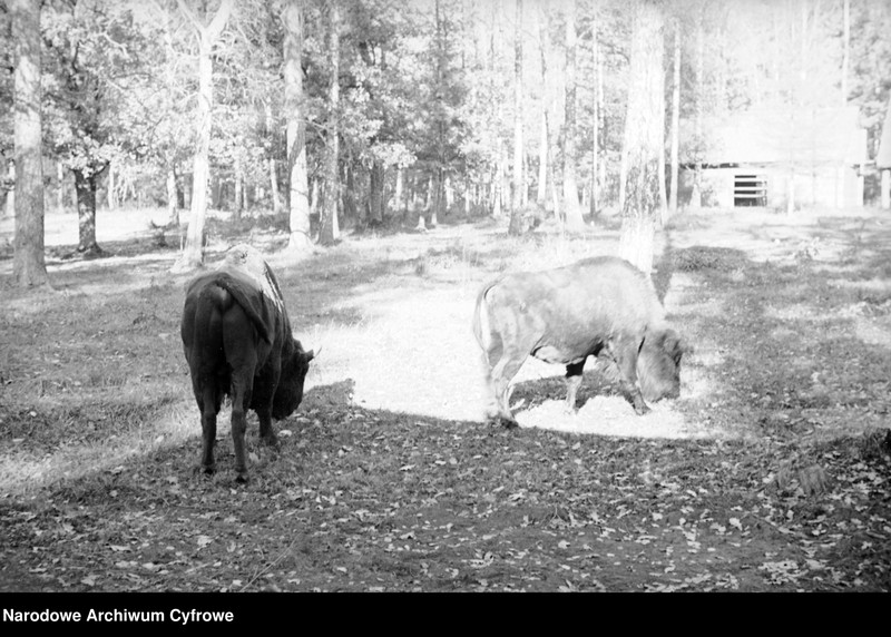 image.from.unit.number "Białowieża"