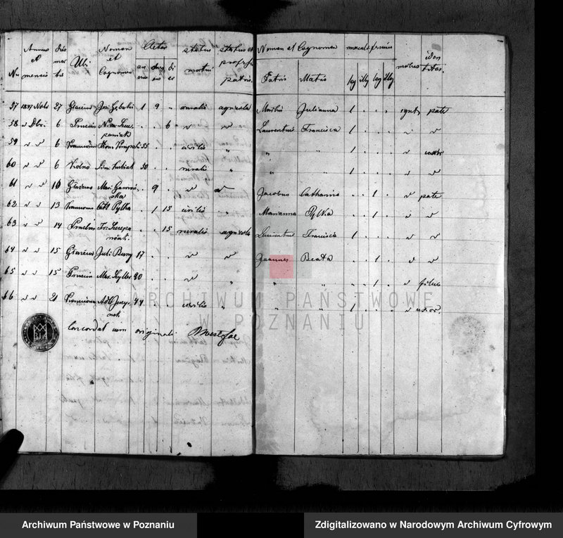Obraz 14 z jednostki "Duplikat baptisatorum, copulatorum, mortuorum"