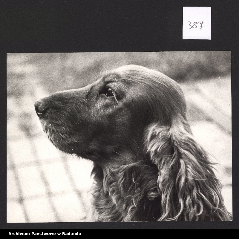 Obraz 15 z kolekcji "Najlepszy przyjaciel człowieka111"