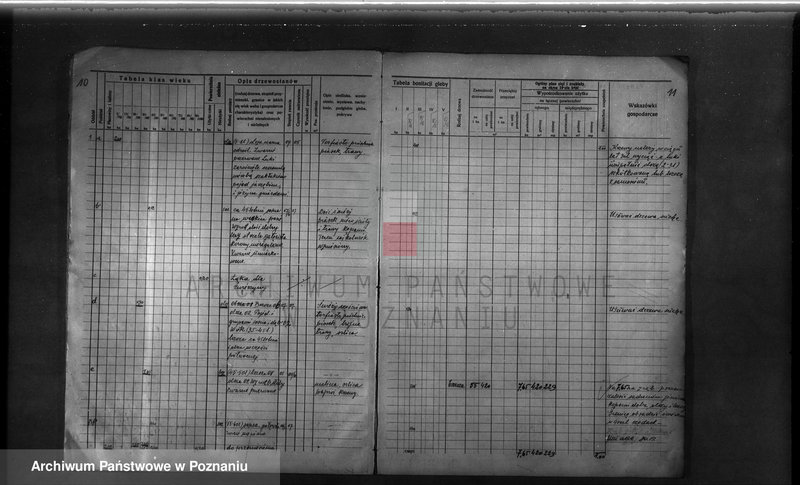 Obraz 14 z jednostki "Probostwo Stoki" powiat międzychodzki plan urządzenia gospodarstwa leśnego"