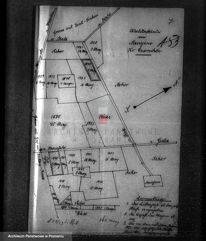 Obraz 11 z jednostki "/Nadzór nad lasami majętności Maciejewo w powiecie czarnkowskim/"