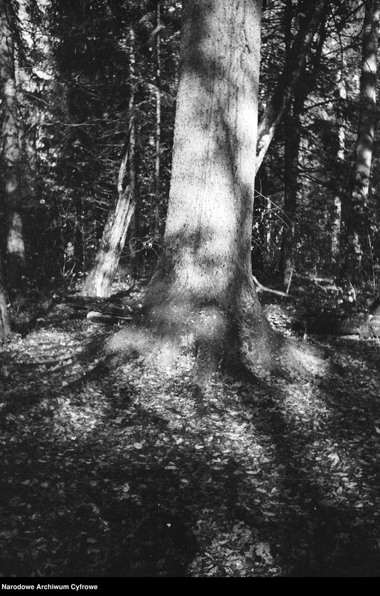 Obiekt Park narodowy. Olbrzymi pień drzewa. z jednostki Białowieża