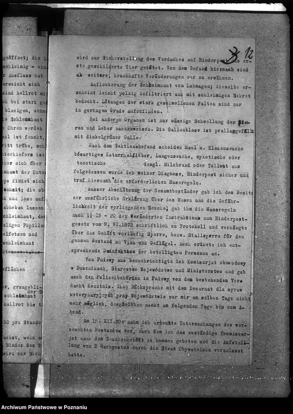 Obraz 16 z jednostki "Księgosusz - Szamotuły"