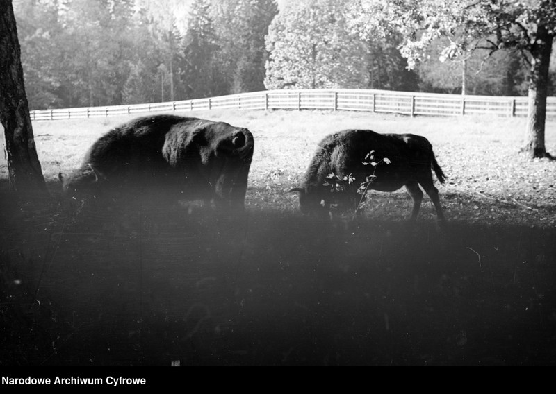 image.from.unit.number "Białowieża"